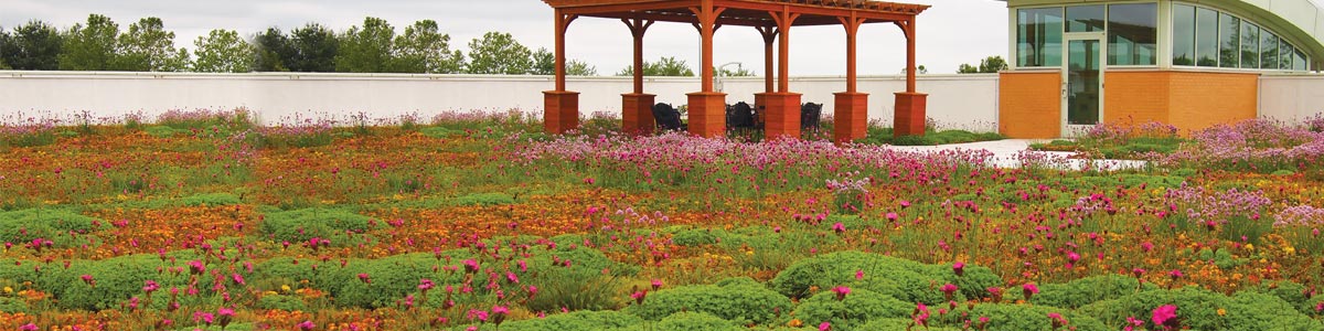 A green roofing system with plants and shrubs planted in rows. Red and purple flowers growing on vegetative roofing. 